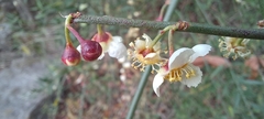 Prinsepia utilis