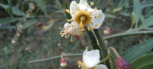 Prinsepia utilis, photograph 1
