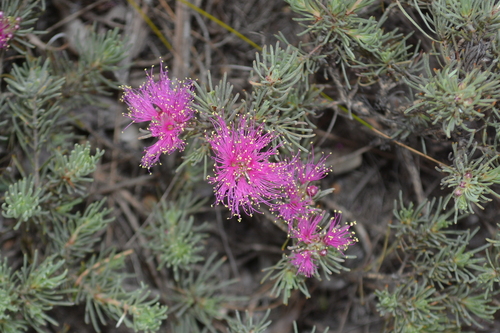 Melaleuca aspalathoides, 2025-12-26
