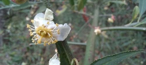 Prinsepia utilis, photograph 2