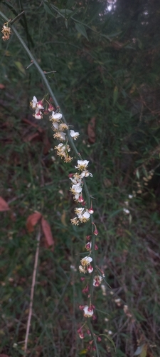 Prinsepia utilis, photograph 3