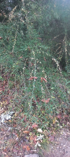 Prinsepia utilis, photograph 4