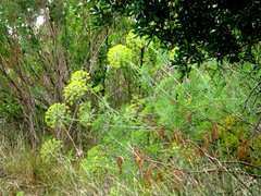 Notobubon ferulaceum