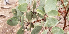 Arctostaphylos viscida mariposa