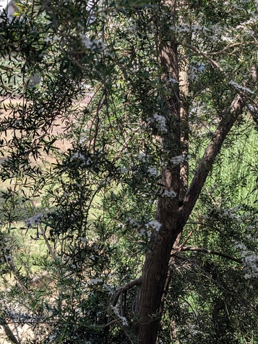 Kunzea leptospermoides, photograph 6