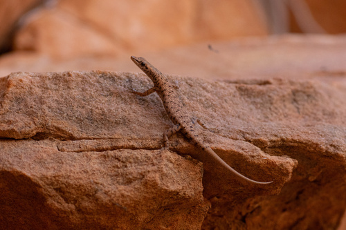Agile snake-eyed skink