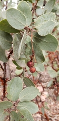 Arctostaphylos viscida mariposa