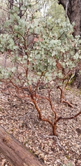 Arctostaphylos viscida mariposa