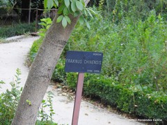 Fraxinus chinensis