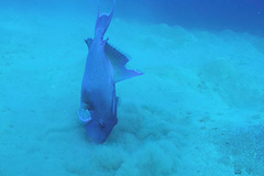 Pseudobalistes fuscus