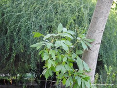 Fraxinus chinensis