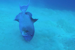 Pseudobalistes fuscus