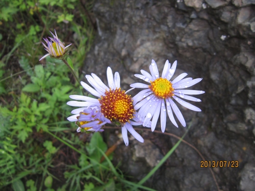 Aster oreophilus