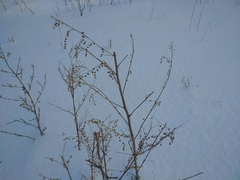 Artemisia sieversiana