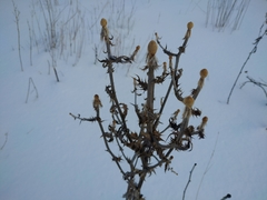 Echinops sphaerocephalus