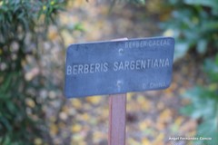 Berberis sargentiana