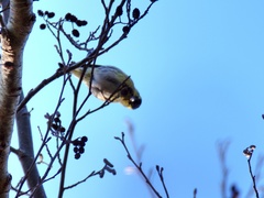Spinus spinus