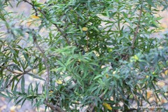 Berberis sargentiana