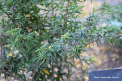 Berberis sargentiana