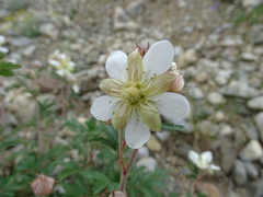 Farinopsis salesoviana