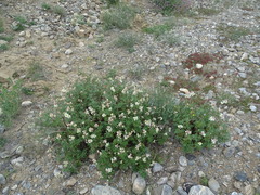 Farinopsis salesoviana