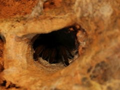 Thrigmopoeus