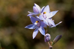 Thelymitra alcockiae