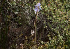 Thelymitra alcockiae