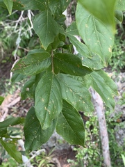 Combretum kraussii image