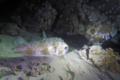 Cyclichthys spilostylus