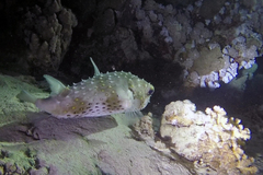 Cyclichthys spilostylus