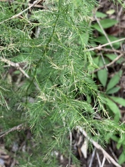 Asparagus cooperi