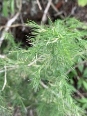 Asparagus cooperi