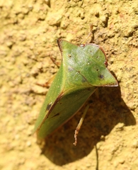 Tituria