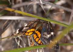 Synemon parthenoides parthenoides