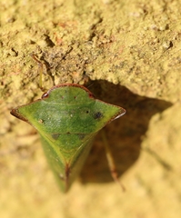 Tituria
