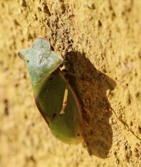 Tituria