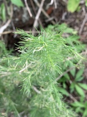 Asparagus cooperi