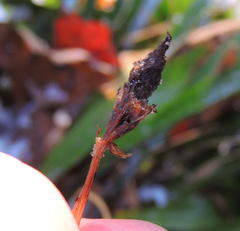 Carex fraseriana