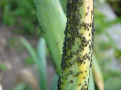 Neotoxoptera formosana