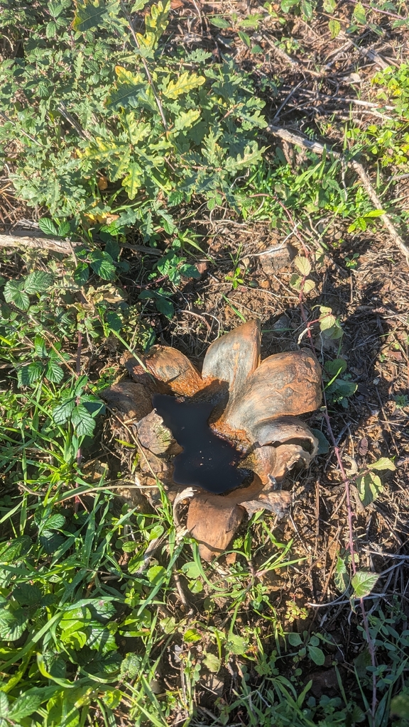 Scleroderma polyrhizum