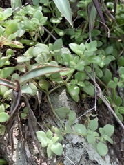 Crassula pellucida image