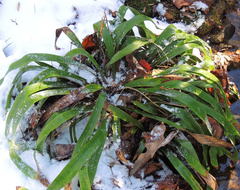Carex fraseriana