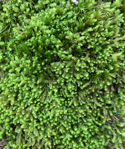 Bazzania nitida