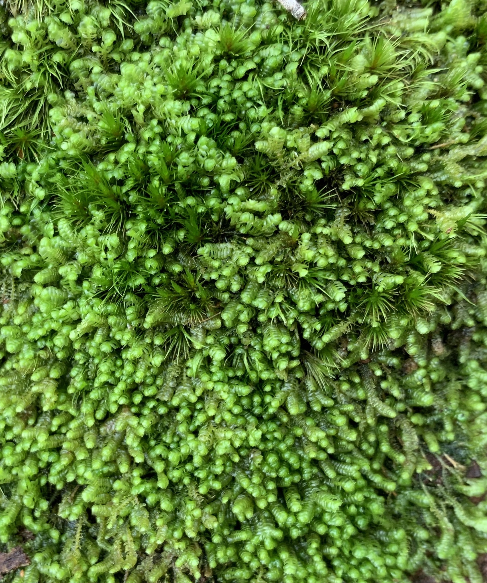 Bazzania nitida