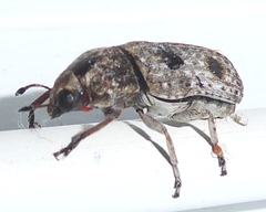Ozotomerus