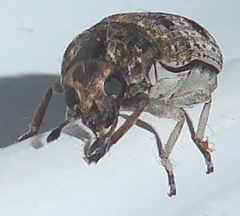 Ozotomerus