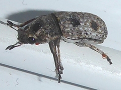 Ozotomerus