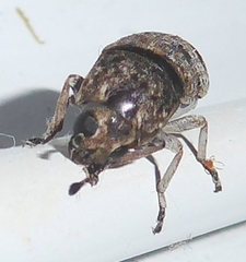 Ozotomerus