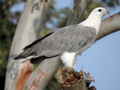 White-bellied Sea-Eagle - Photo (c) Allan Lugg, some rights reserved (CC BY-NC), uploaded by Allan Lugg